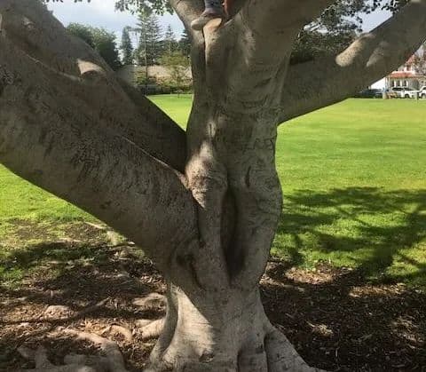 Hug an old tree and smell the roses