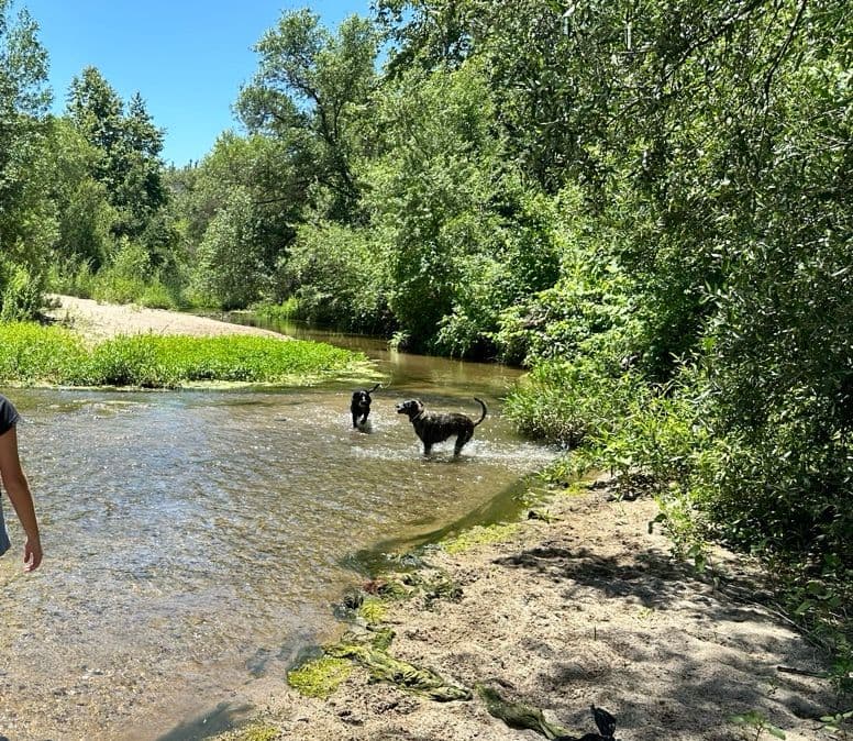 Quick Fallbrook escape - with your pooch!